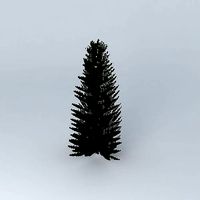 Norfolk Island Pine 4