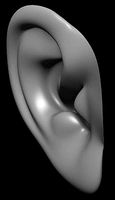 human ear