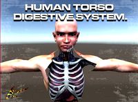 Human Torso Digestive System