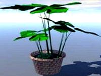plant in a pot