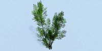 Lowpoly 3Dmodel tree VR AR game 3LOD number27