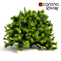 fir balsam Nana
