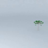 Araucaria model