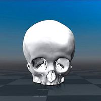 Human Skull - child female - age 11