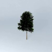 Silky Oak Grevillea robusta 2
