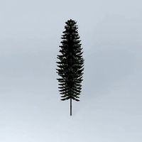Norfolk Island Pine 2