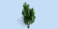 Lowpoly 3Dmodel tree VR AR game 3LOD number35