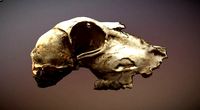 Scanned photorealistic old broken sheep skull