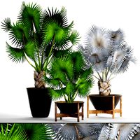 Collection palms Bismarckia nobilis