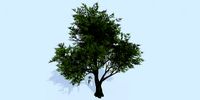 Lowpoly 3Dmodel tree VR AR game 3LOD number39