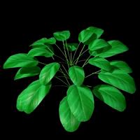 Small Plant