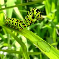 Thirsty caterpillar