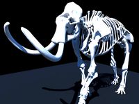 Woolly Mammoth Skeleton