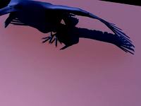 Raven