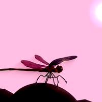 ```DRAGONFLY``` [RIGGED]