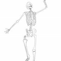 Rigged Skeleton