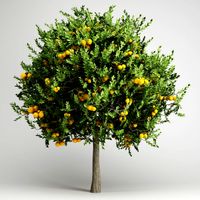 CGAxis Orange Tree 20 3D Model