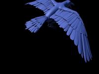 Raven