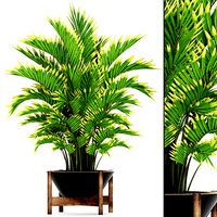 Howea Forsteriana Palm 5