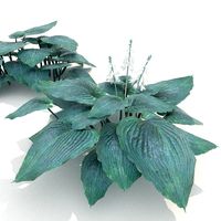 Hosta Blue Angel