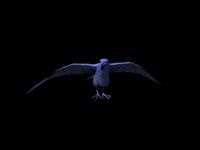 Raven