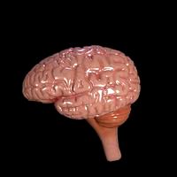 brain