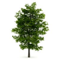 Common Lime 10M 3D Model