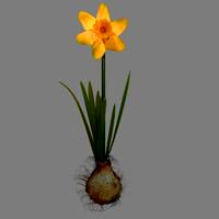 Daffodil