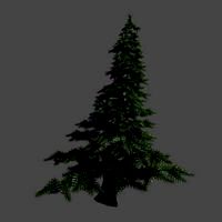 Pine Tree