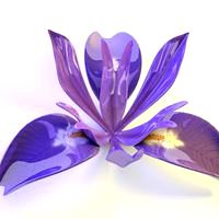 Glossy Iris Sanguinea