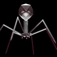 T4 Bacteriophage