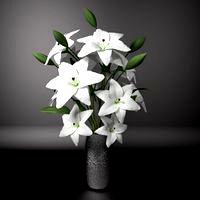 White lily