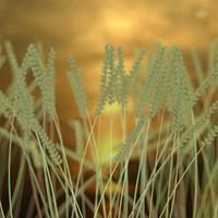Wheat in Sunset Scene