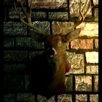 deer hunt