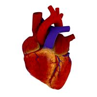 Human heart for Cycles