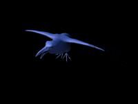 Raven