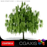 Willow Tree CGAXIS 16 3D Model