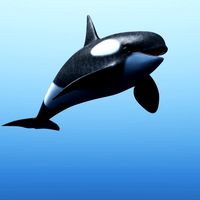 Killer Whale 3D Model
