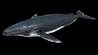 A HumpbackWhale maya 3D Model 3D Model