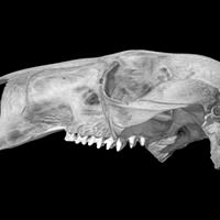 Macropus rufus, Red Kangaroo skull
