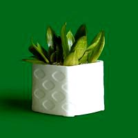 Plantr