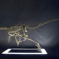 Skeleton Velociraptor real size Part02 / 05