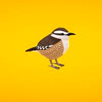 Cactus wren