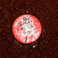 Day 5: The footprints icing sugar