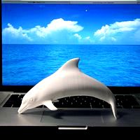 Dolphins or A Dolphin?