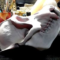 Replica Real Orangutan Primate Skull and Jaw