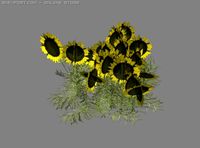 Sunflower Patch 3D Model