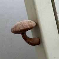 magnet mushroom 1