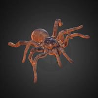 King Baboon Tarantula