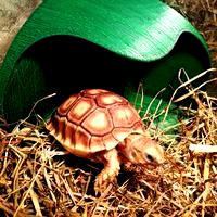 Tortoise Shelter (with pole)